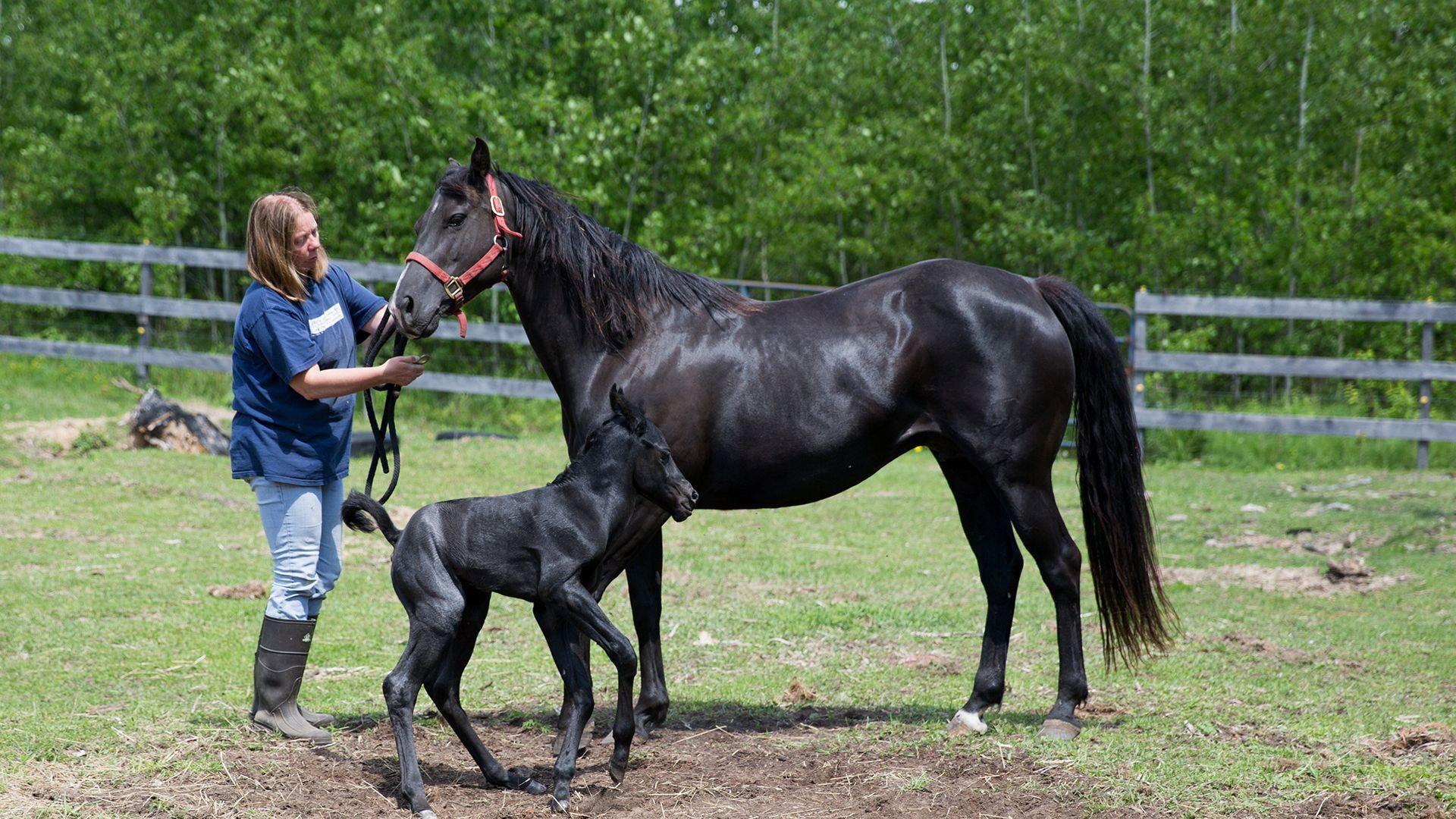 Still from Wonder Horse