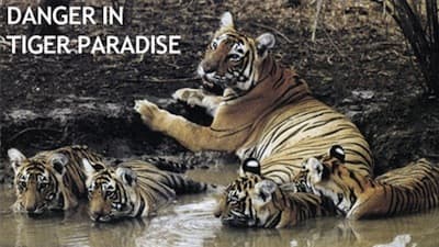 Still from Danger in Tiger Paradise