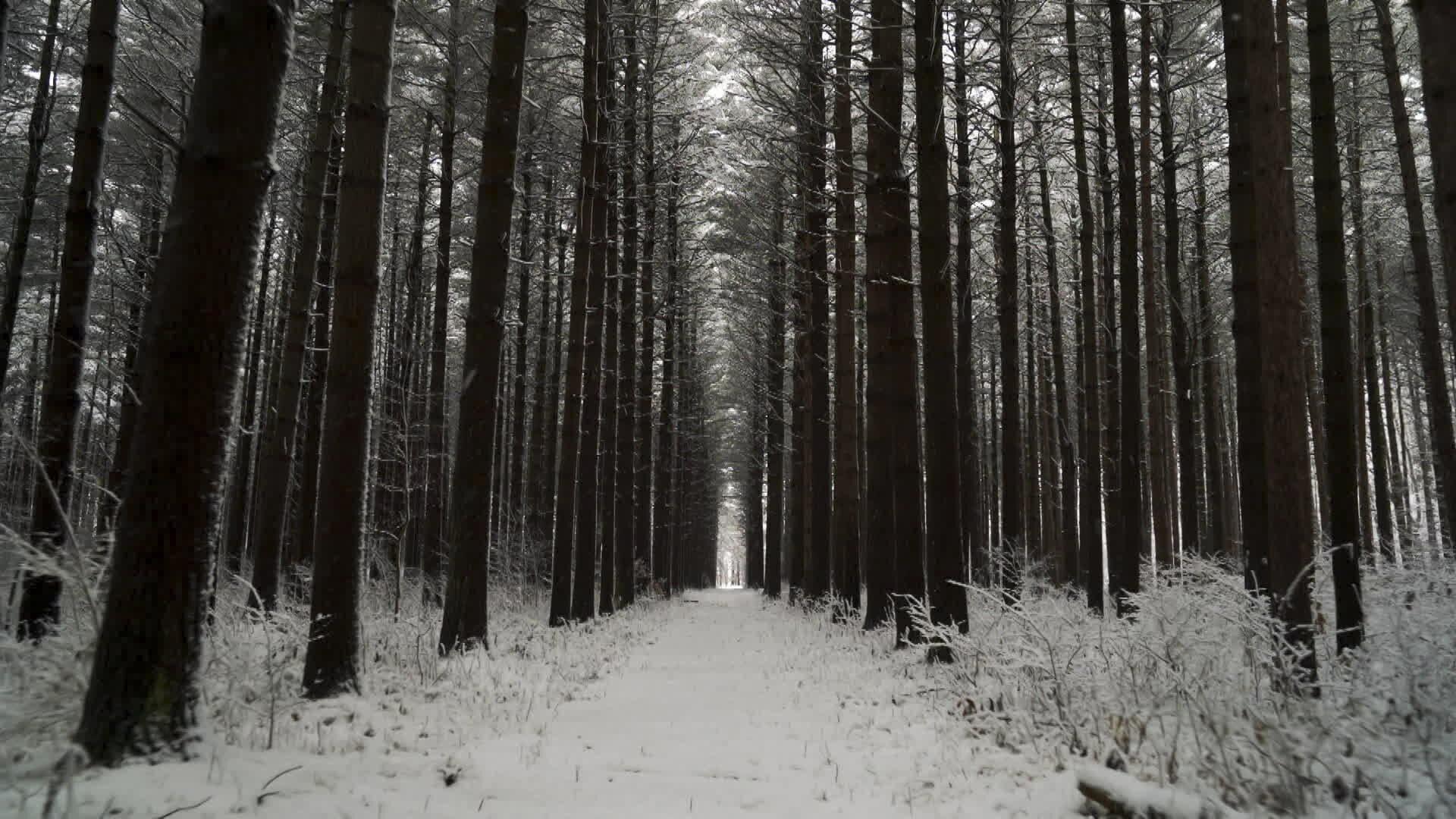Still from A Sasquatch Spotted in Siberia and More