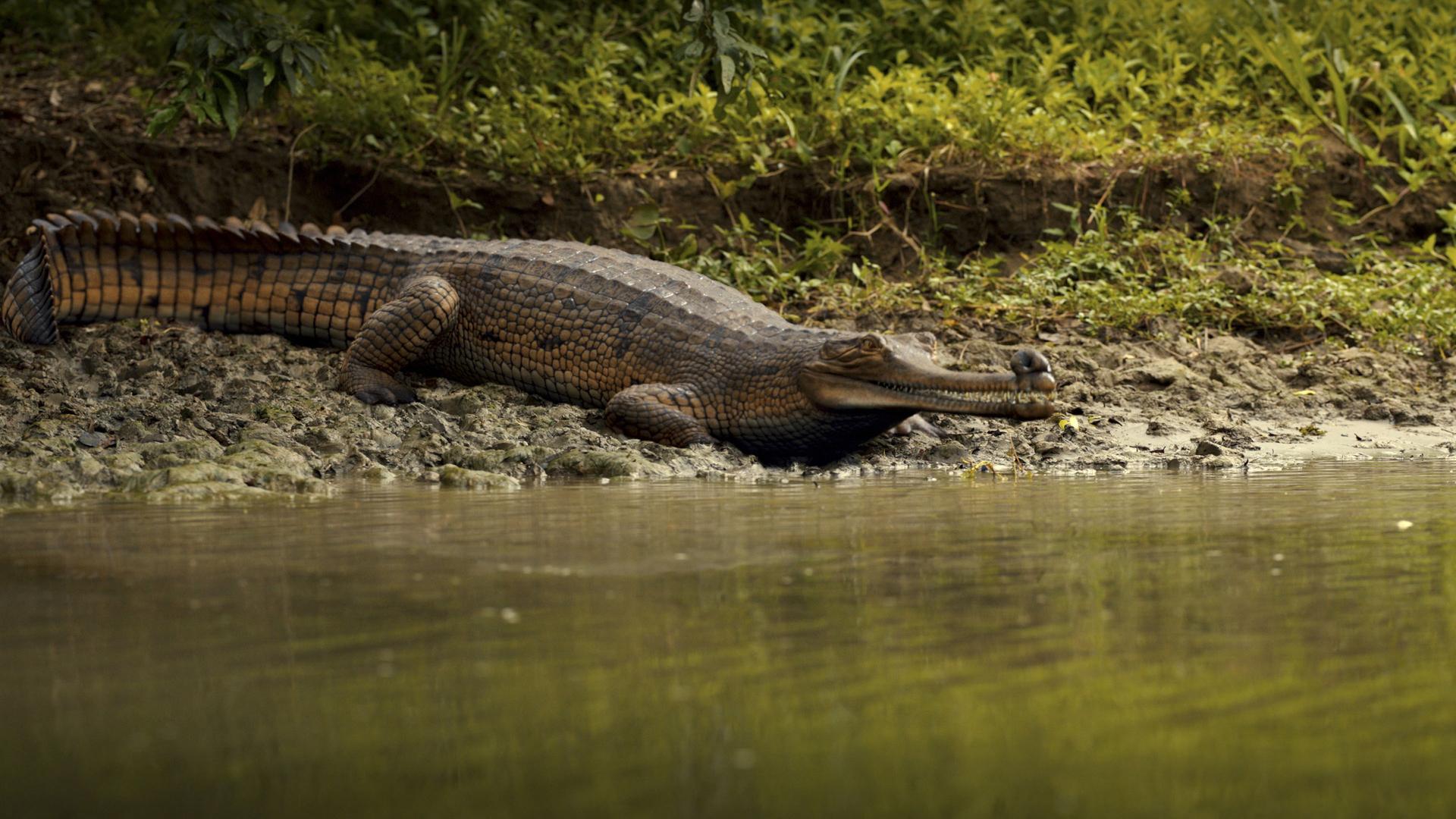 Still from Gavialis gangeticus
