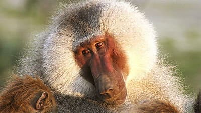 Still from Living with Baboons