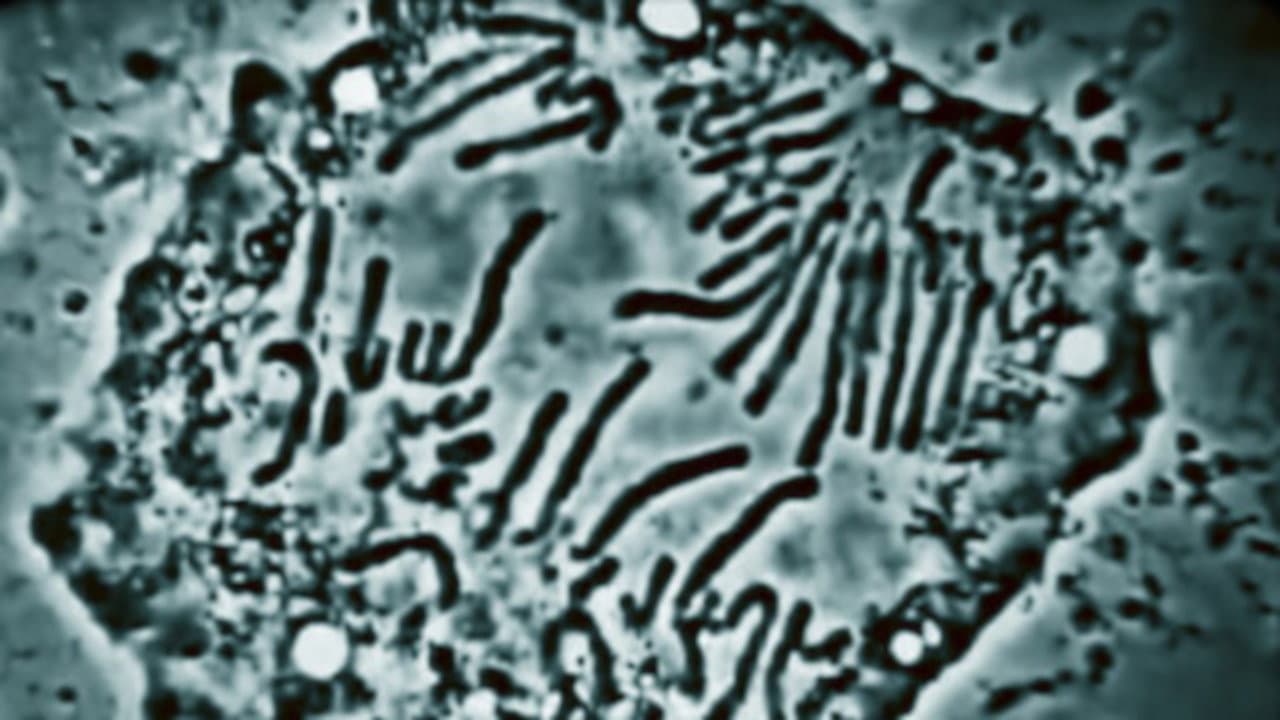Still from Genetics