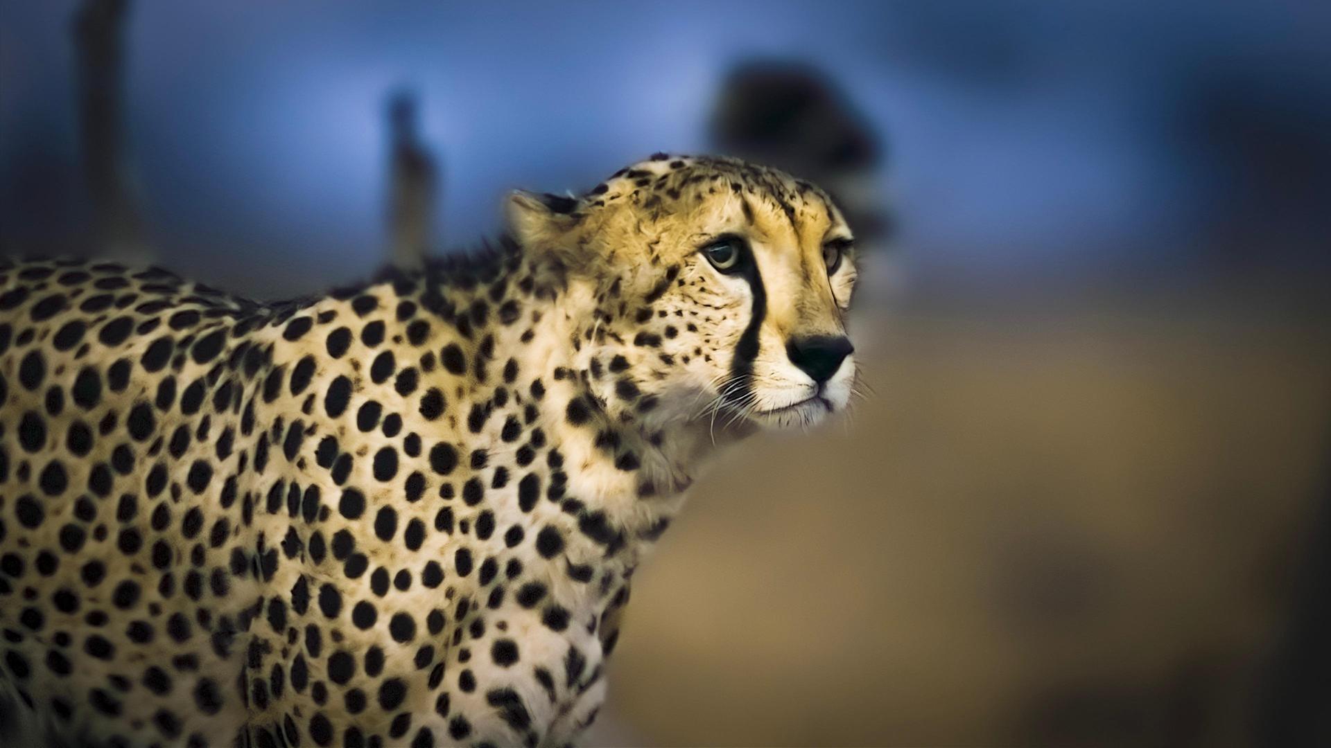 Still from Cheetah Plains
