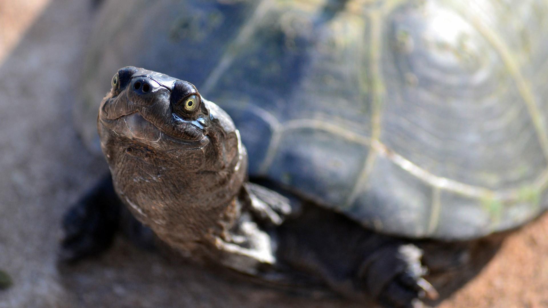 Still from The Reptiles: Turtles and Tortoises