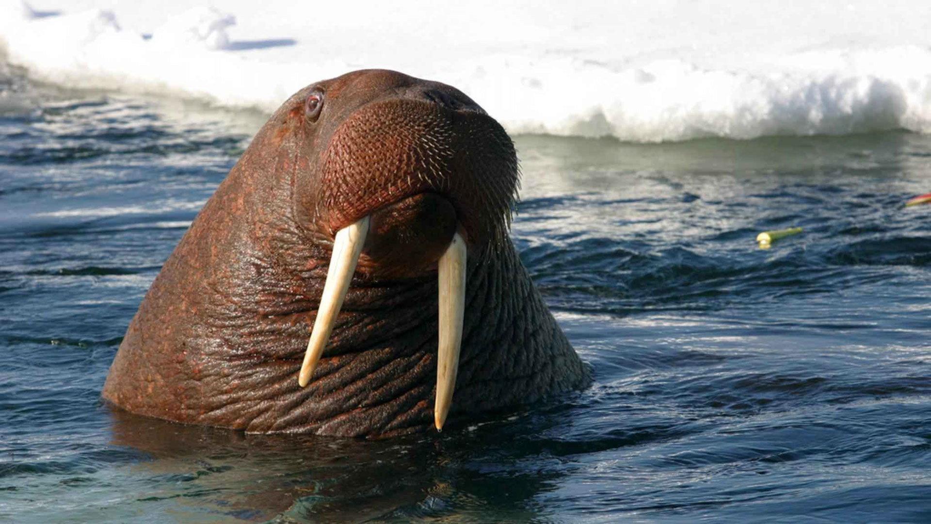 Still from Toothwalkers: Giants of the Arctic Ice