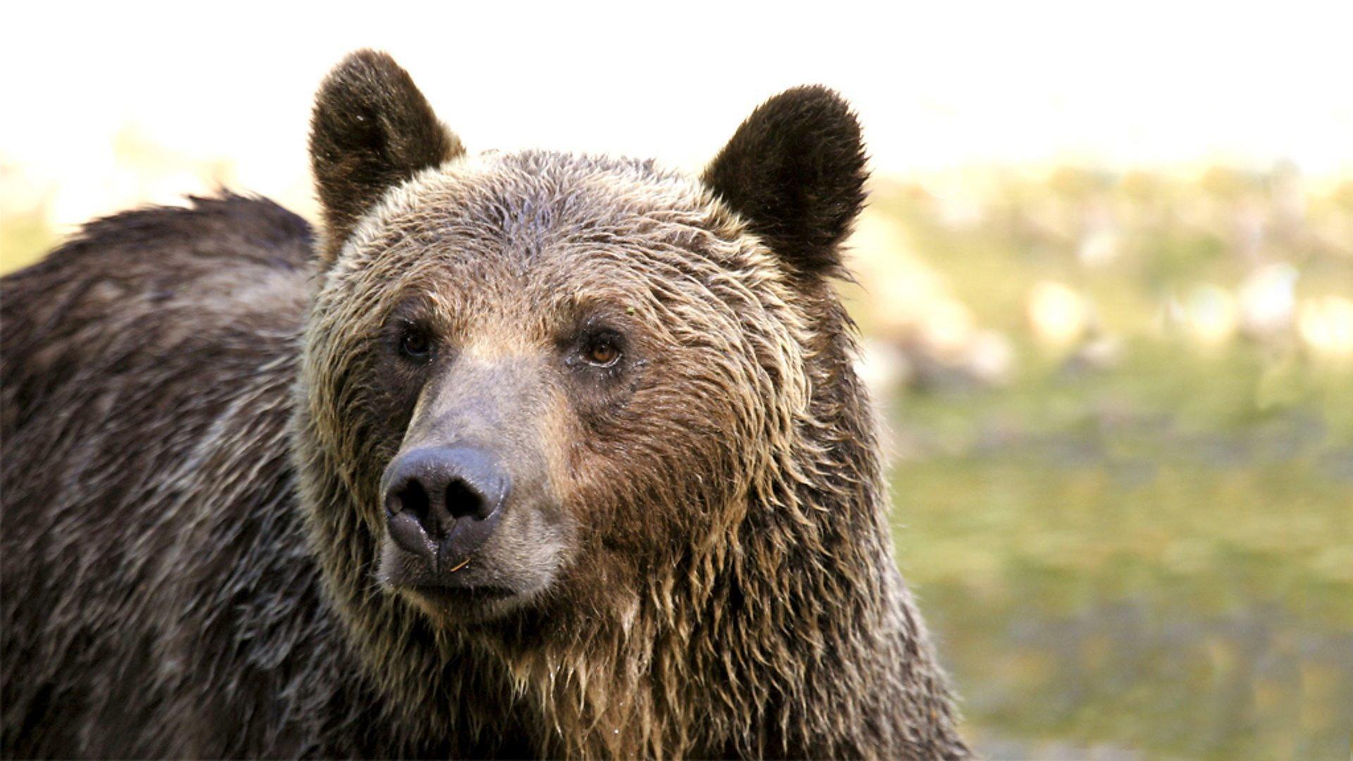 Still from The Last Grizzly of Paradise Valley