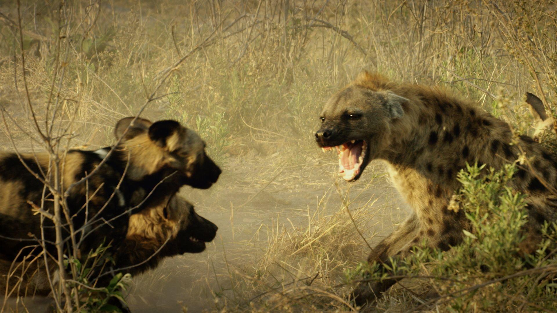 Still from Big Game of Thrones