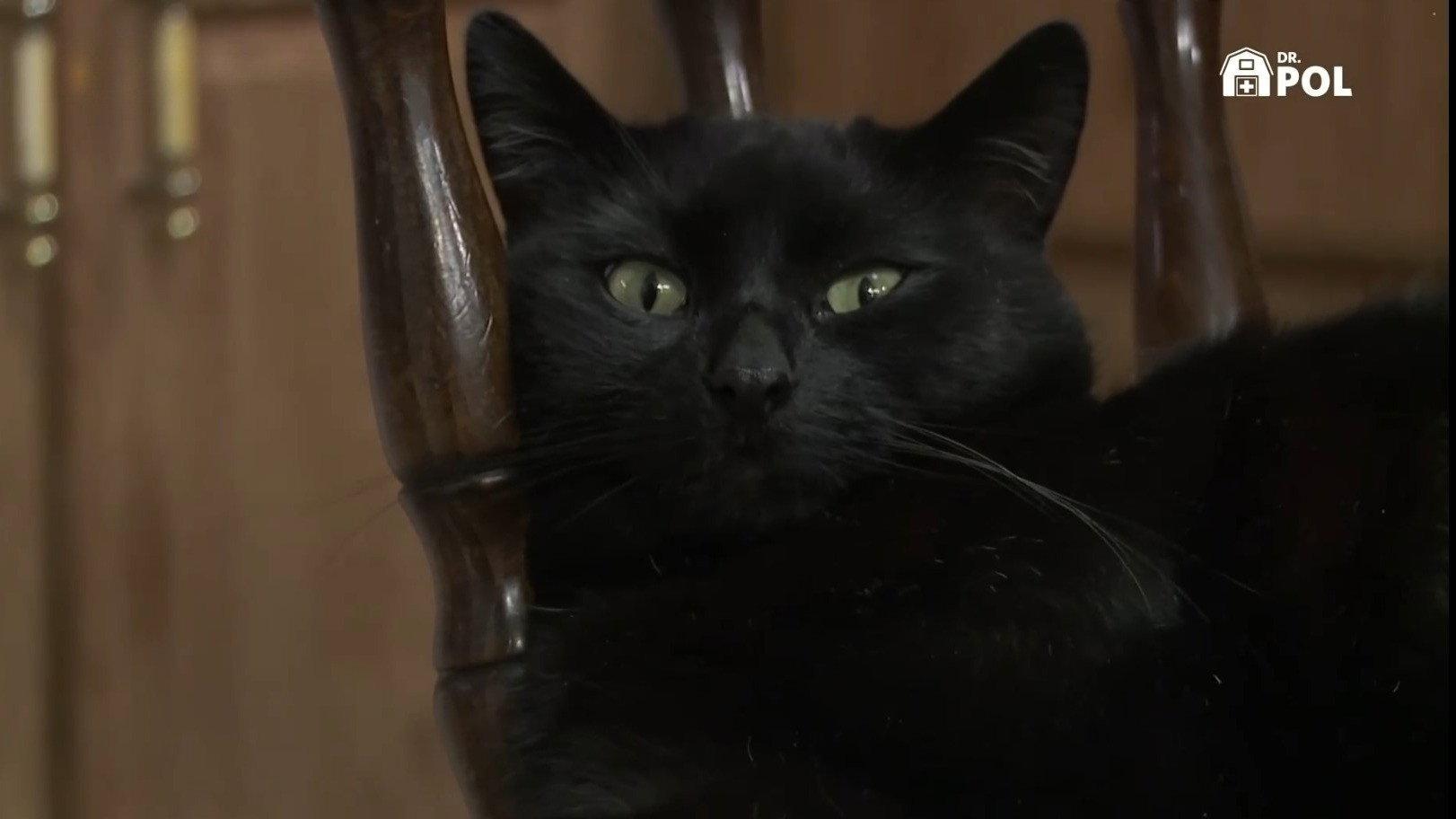 Still from Happy Meowloween