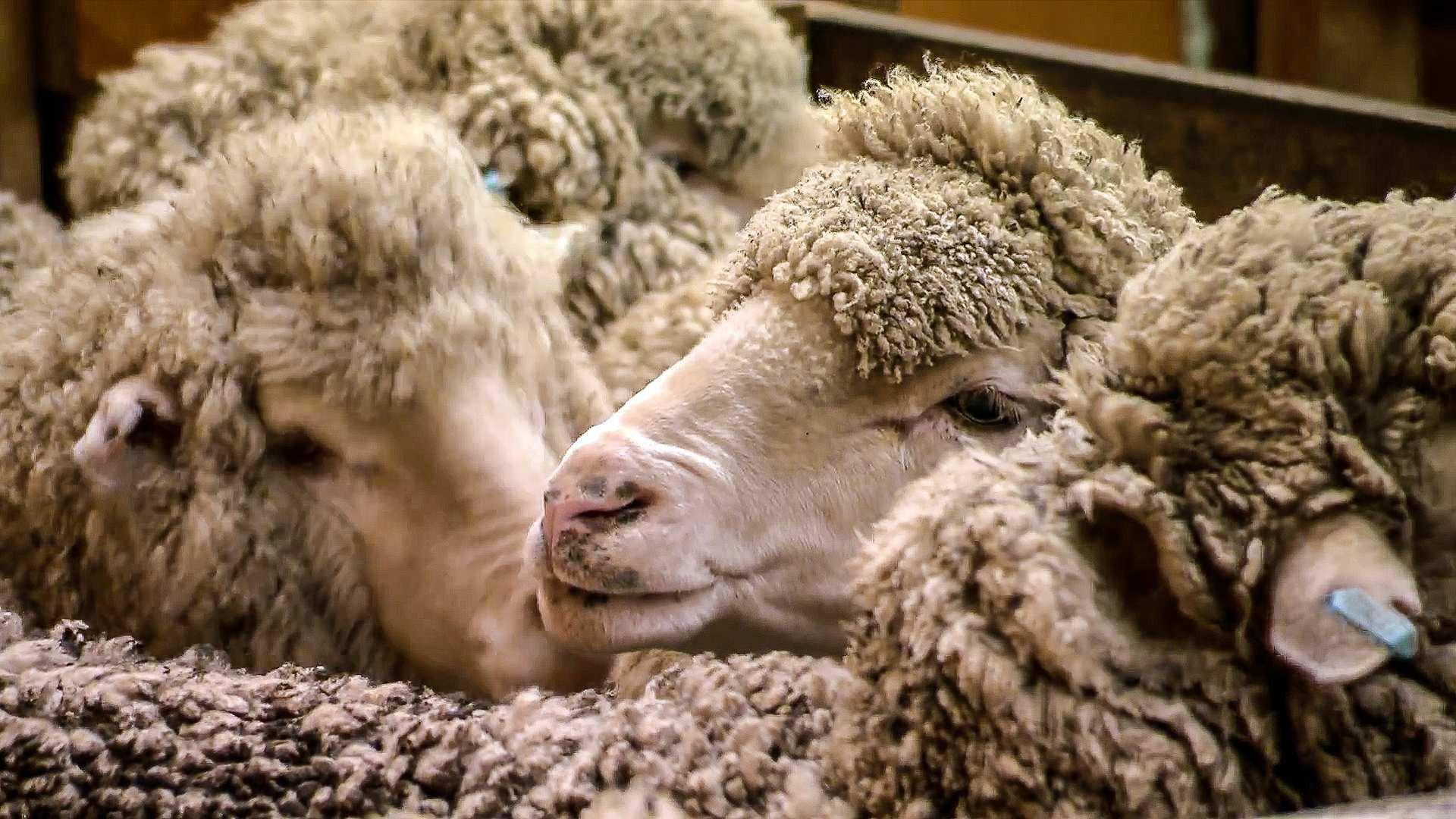 Still from Super Steel, Wool, Kiteboards