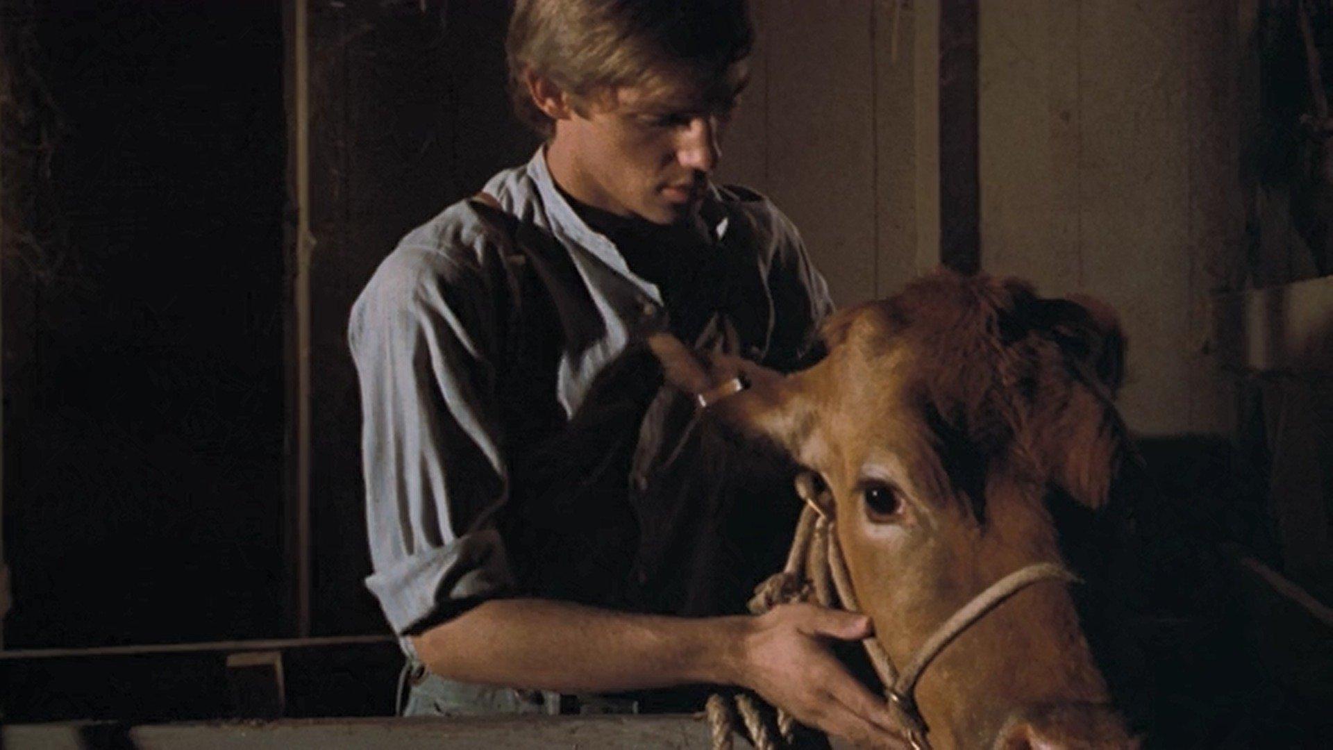 Still from The Calf