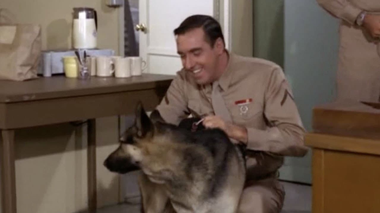 Still from A Dog is a Dog