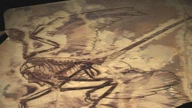 Still from The Four Winged Dinosaur