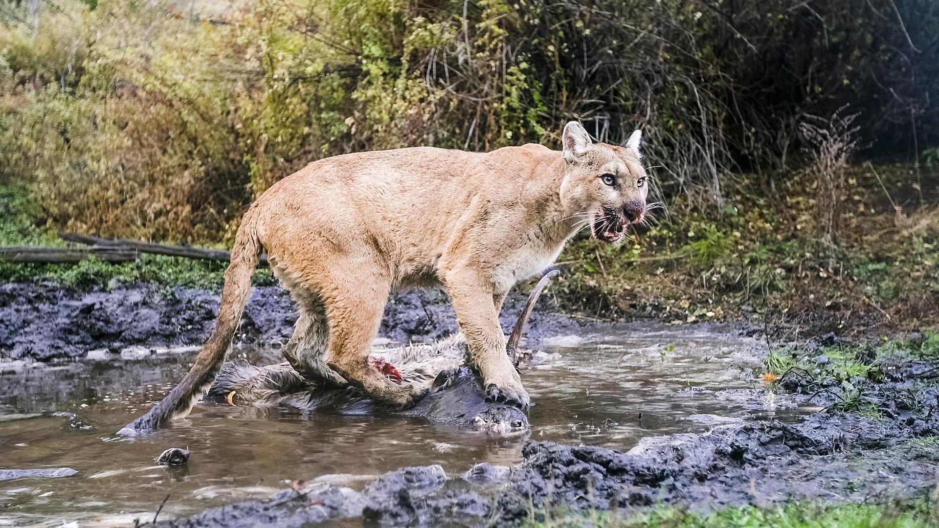 Still from Willow: Diary of a Mountain Lion