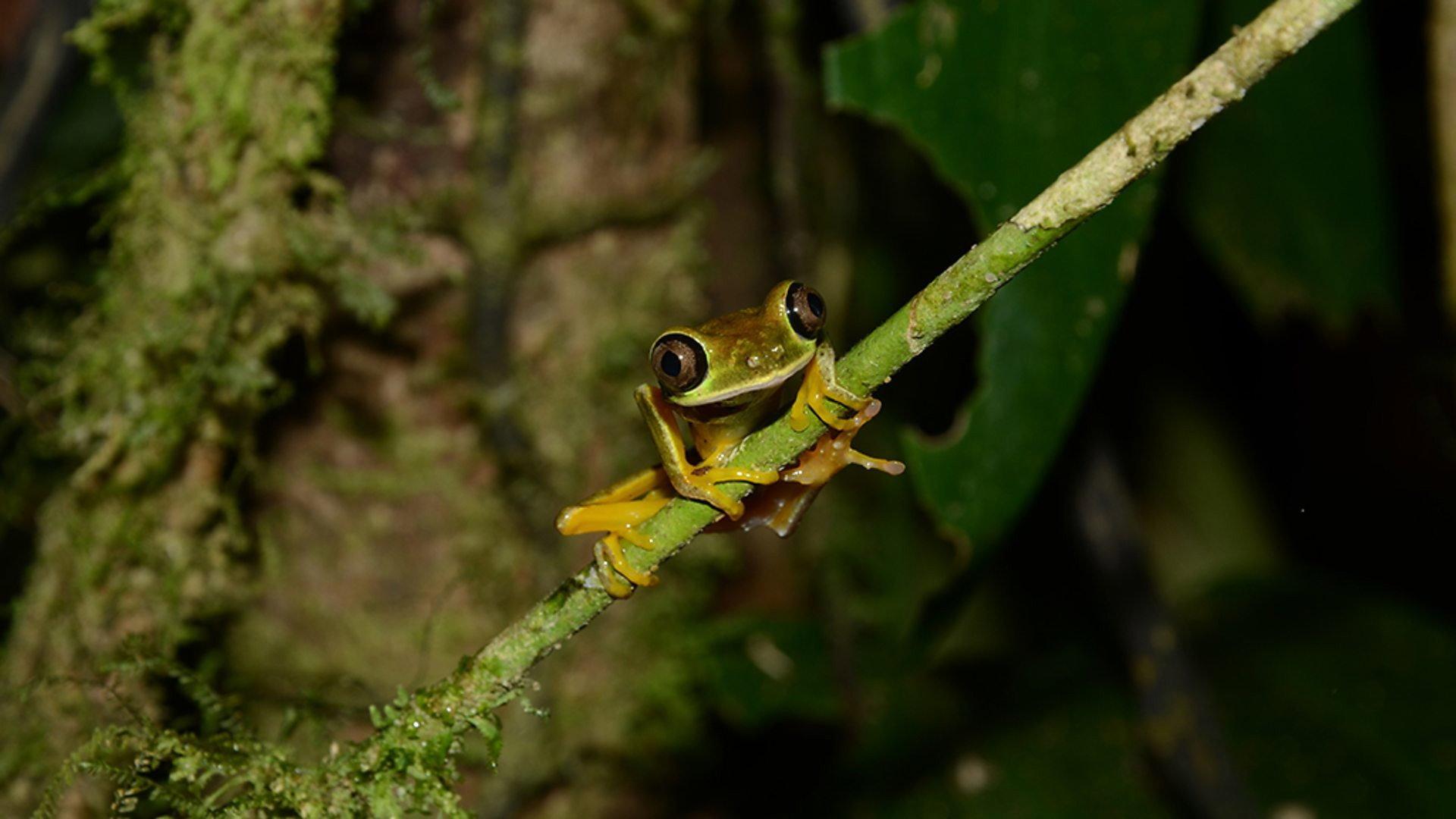 Still from Fabulous Frogs