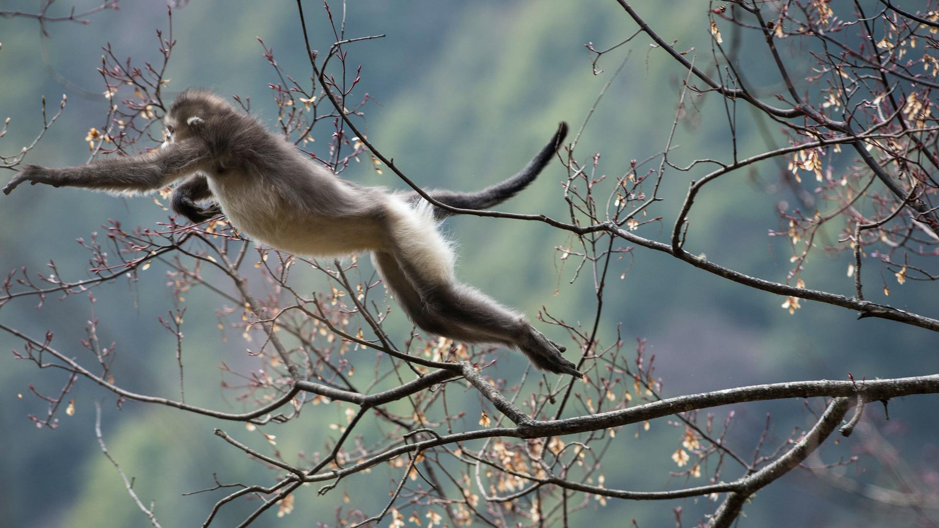 Still from Mystery Monkeys of Shangri-La