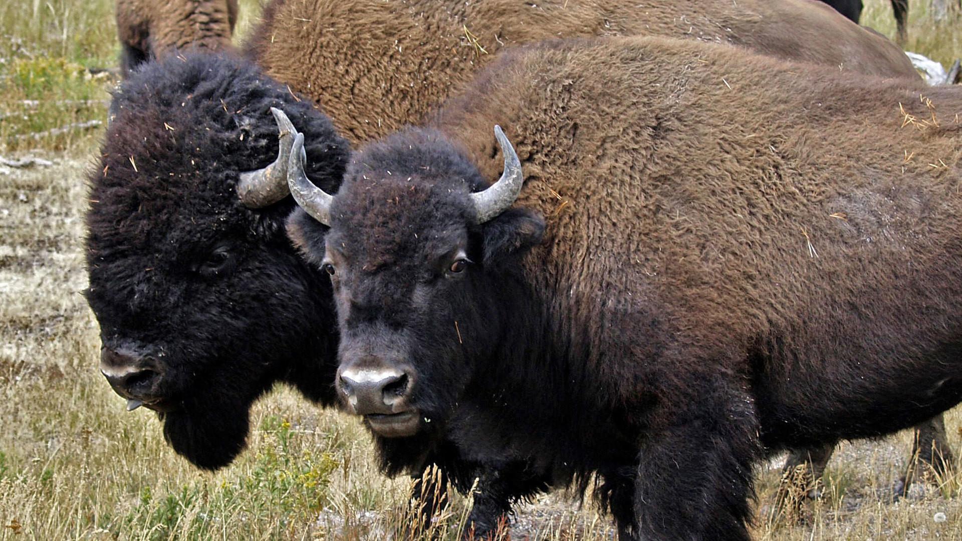 Still from American Buffalo: Spirit of a Nation