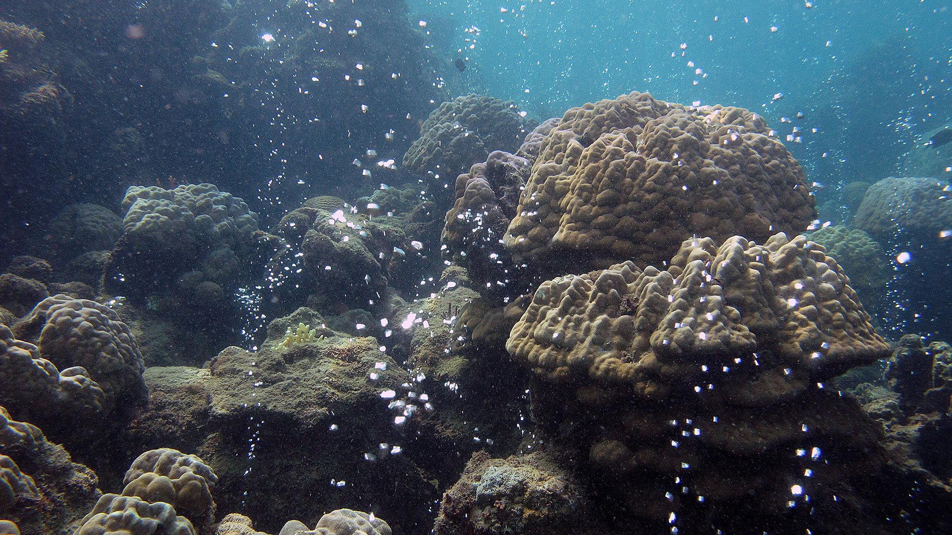 Still from Lethal Seas