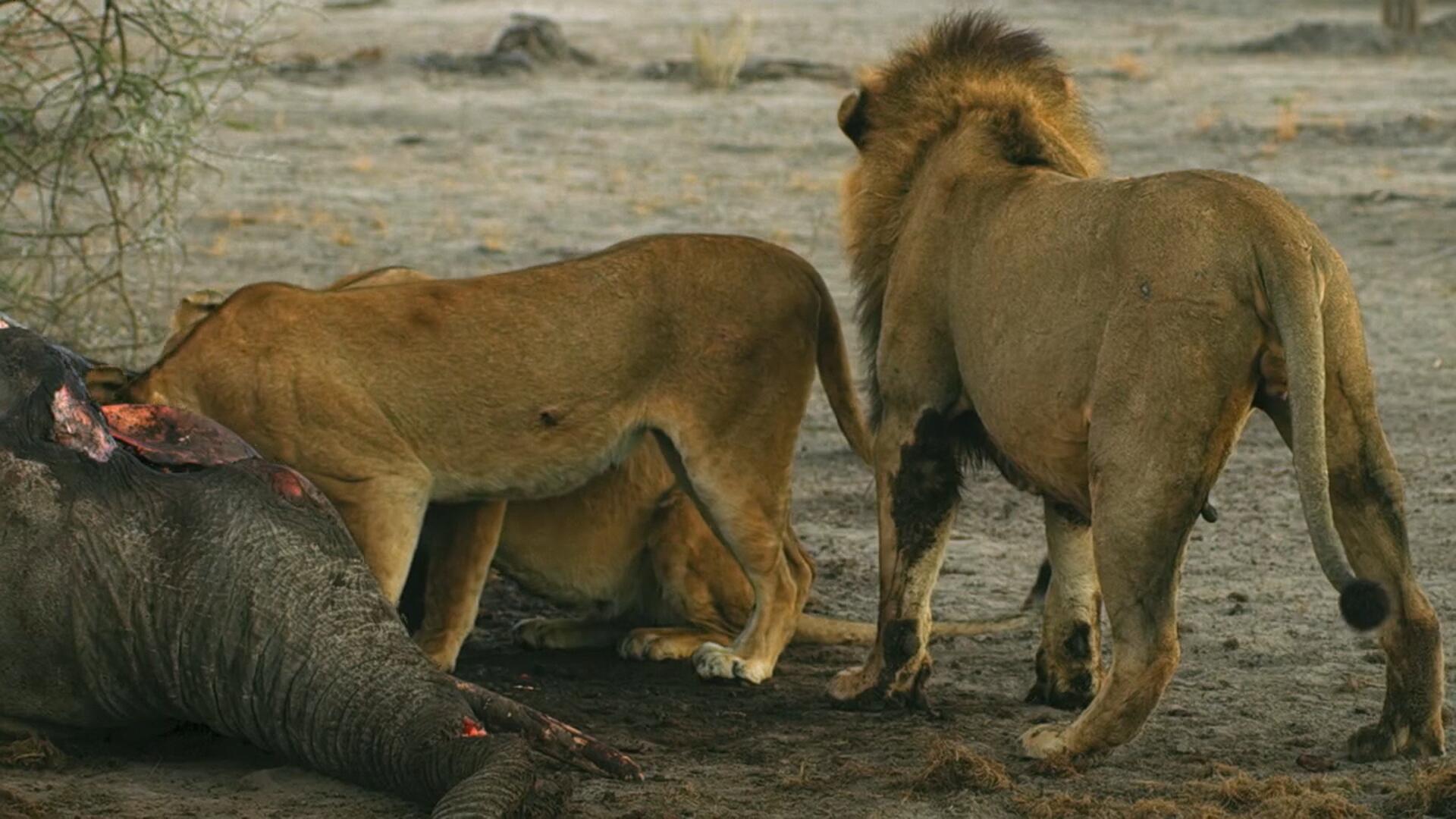Still from Death of a Dream