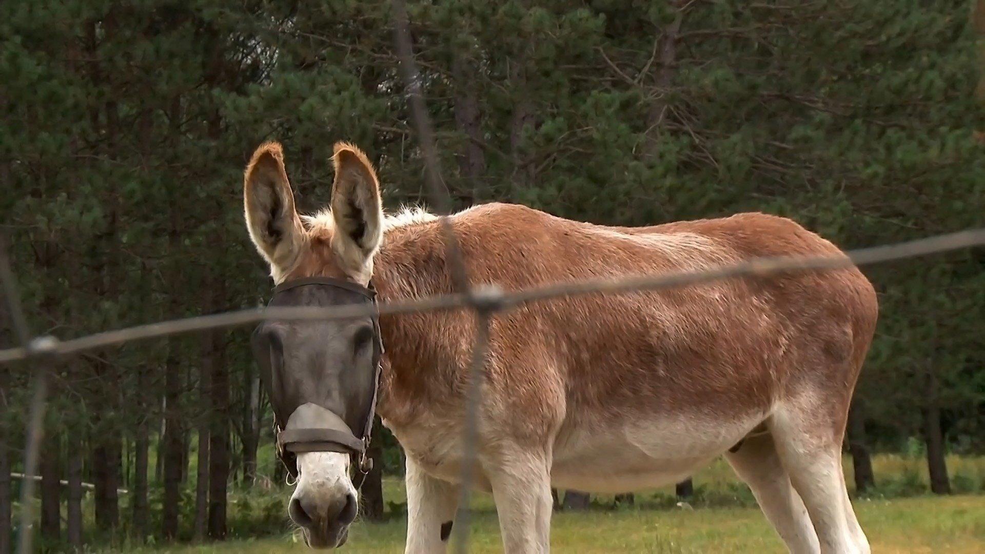 Still from Another One Fights The Doc