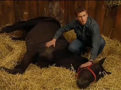 Still from Running Free (2)