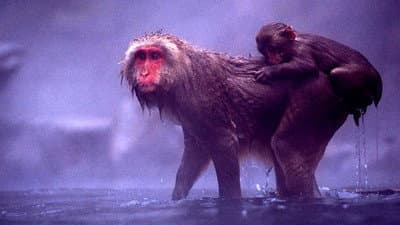 Still from Snow Monkeys