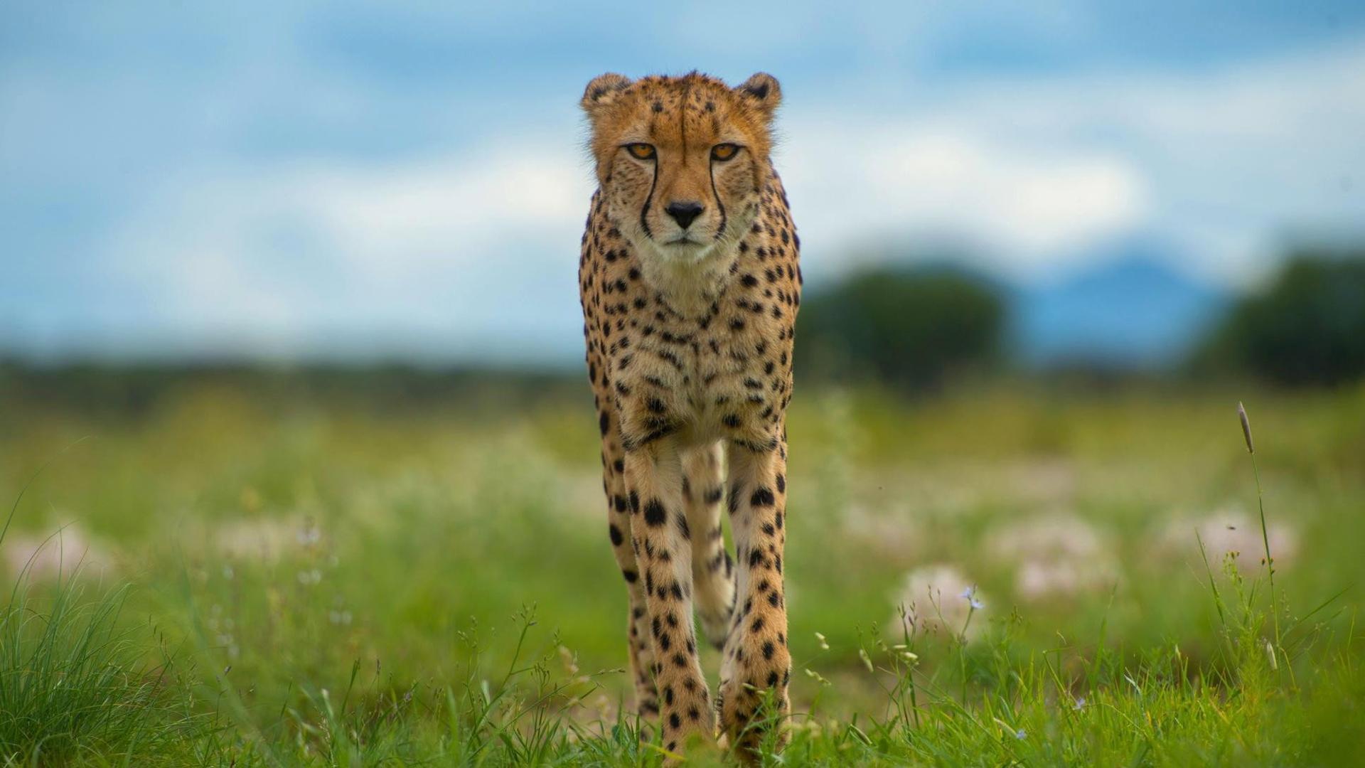 Still from Animals with Cameras (2)