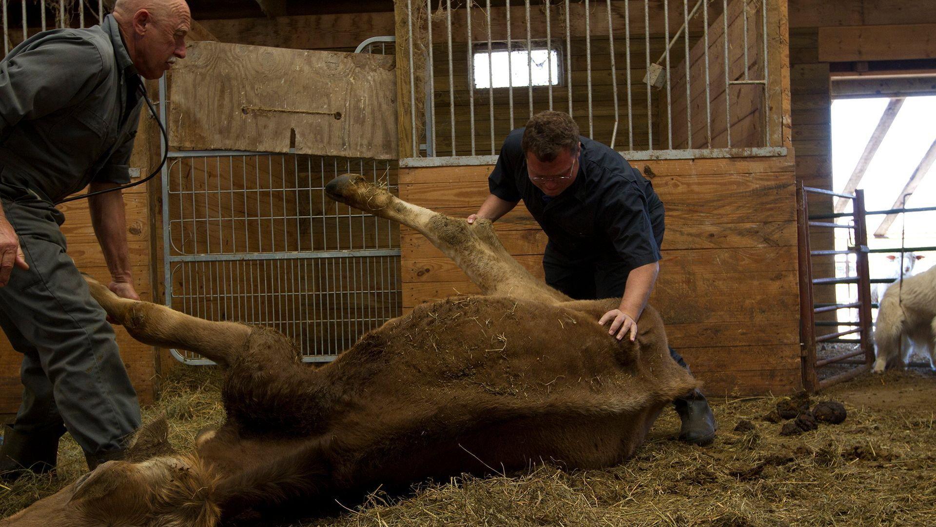 Still from Llama-Rama Ding-Dong