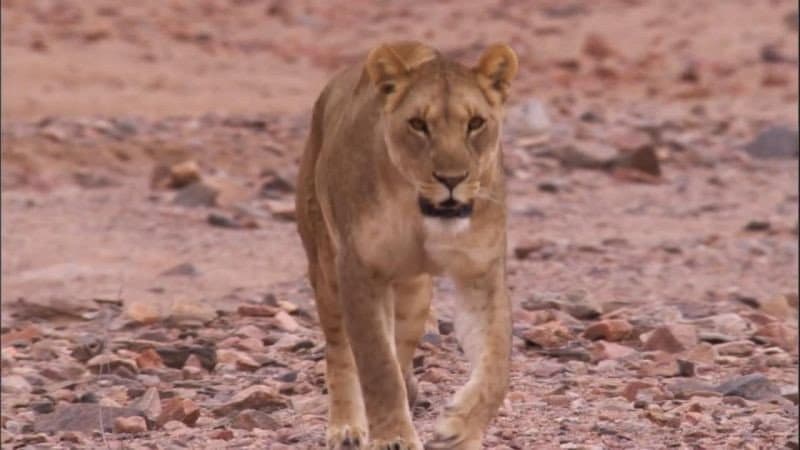 Still from Desert Lions