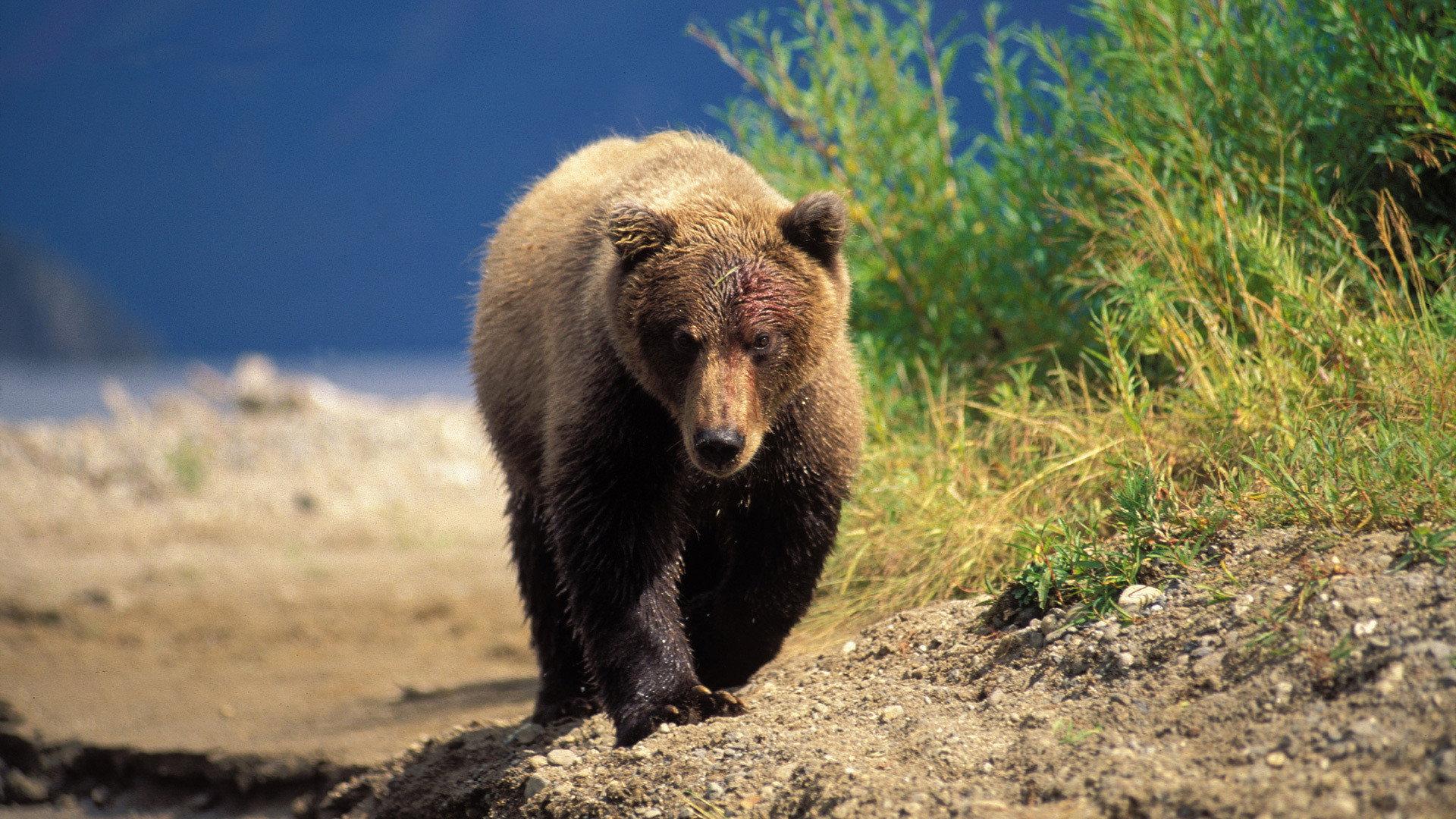 Still from The Good, the Bad and the Grizzly
