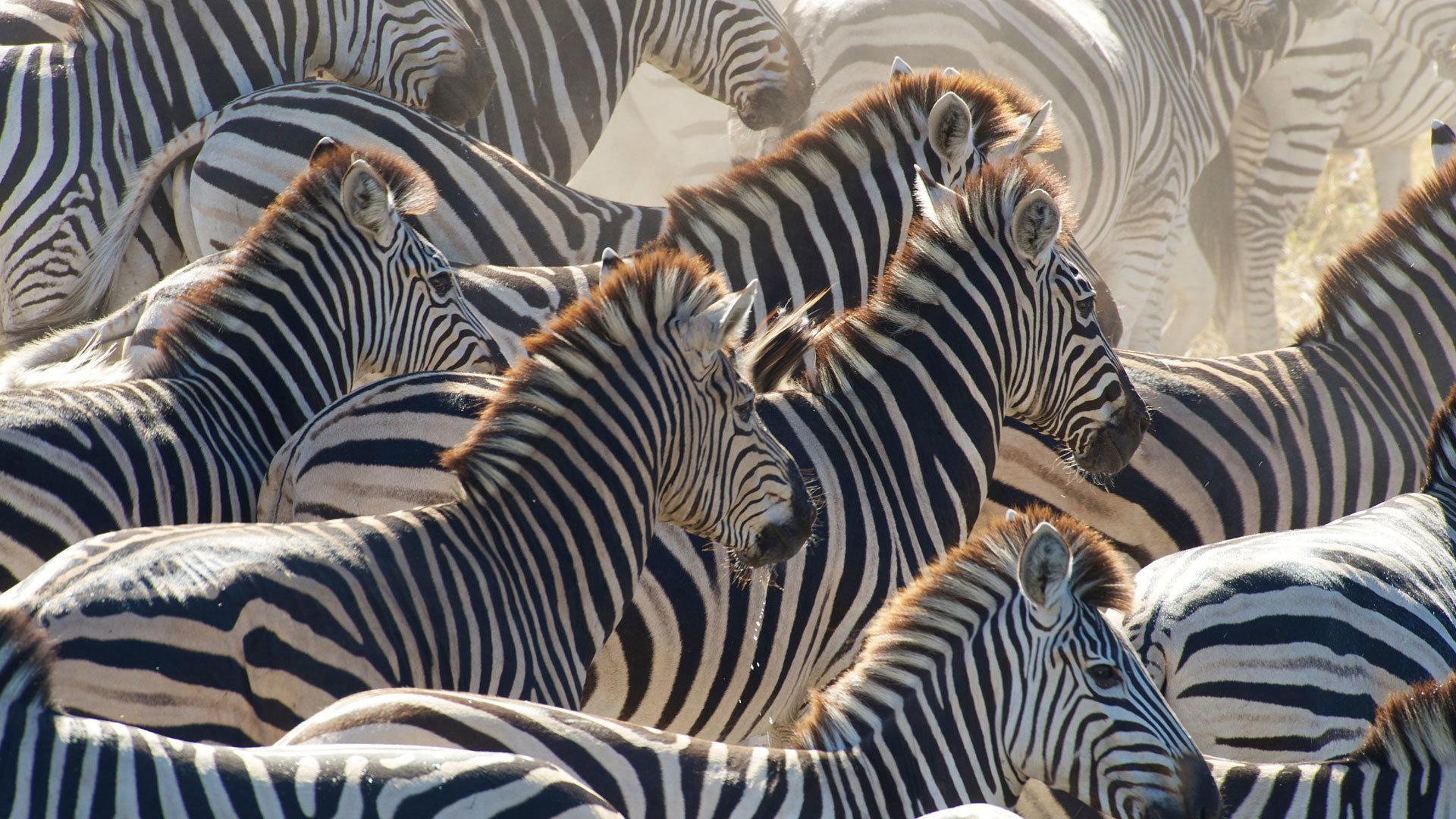 Still from Great Zebra Exodus
