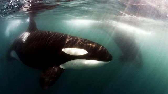 Still from Killer Whales: Up Close and Personal