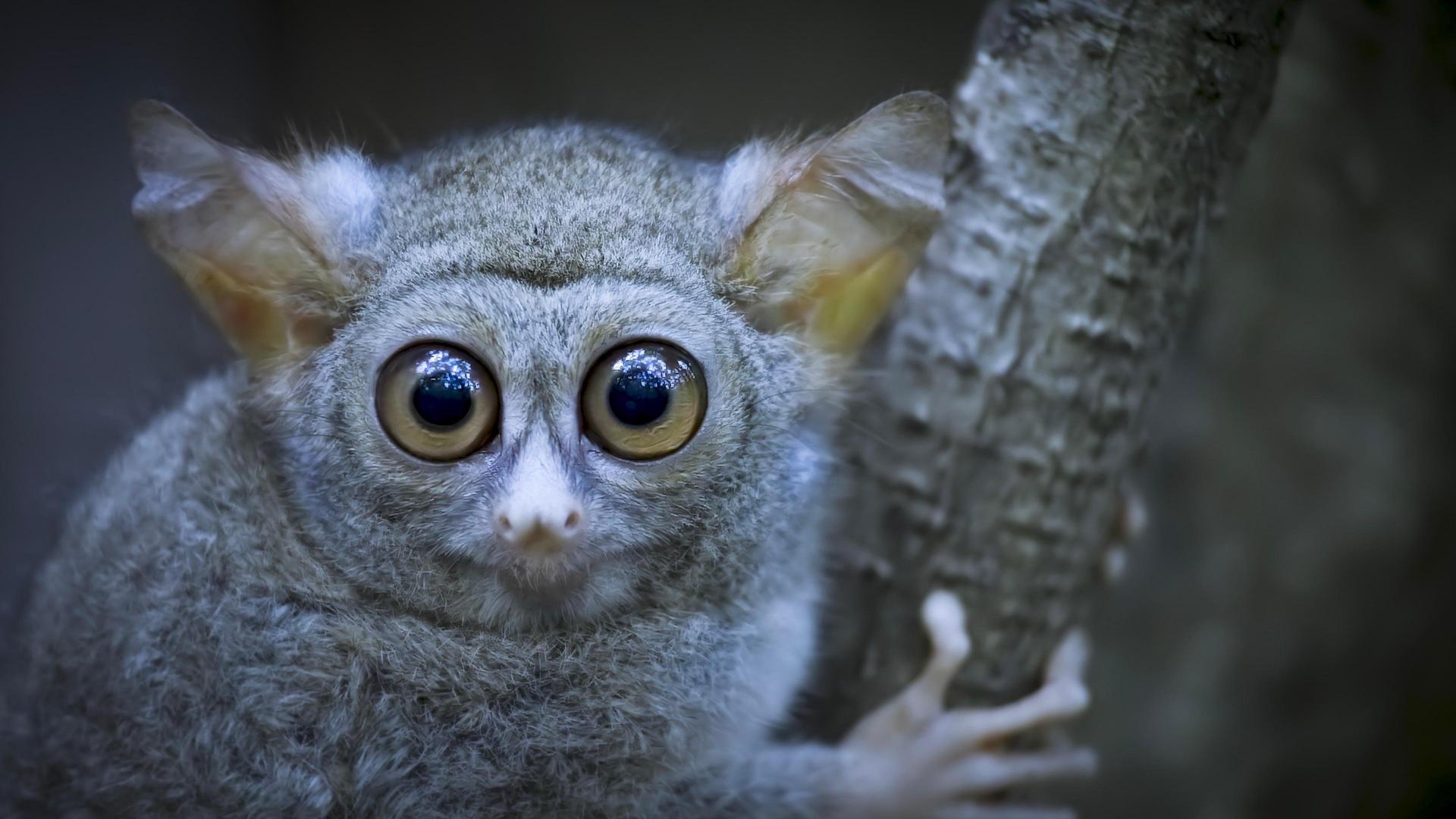 Still from Tarsier Forest