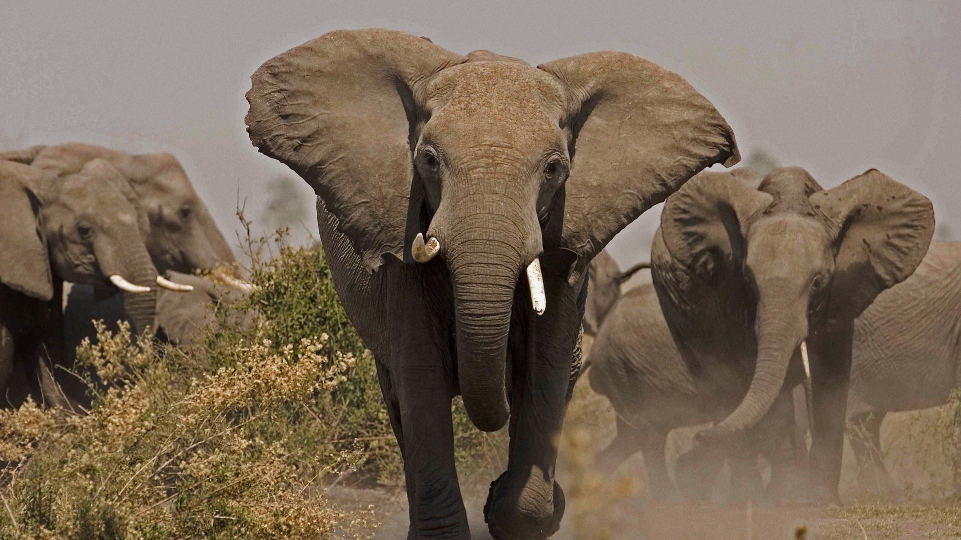 Still from Soul of the Elephant