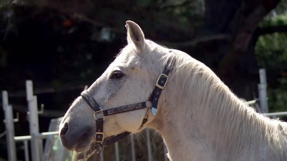 Still from Neighs of Our Lives