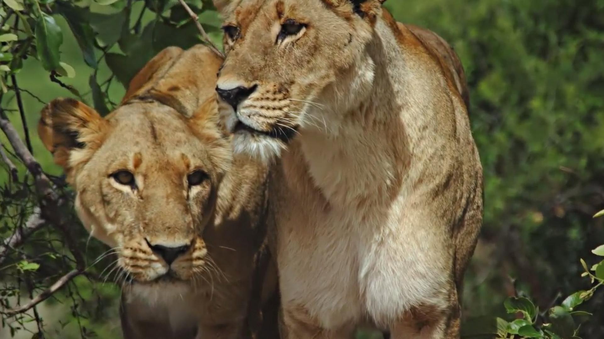 Still from A Mother's Sacrifice