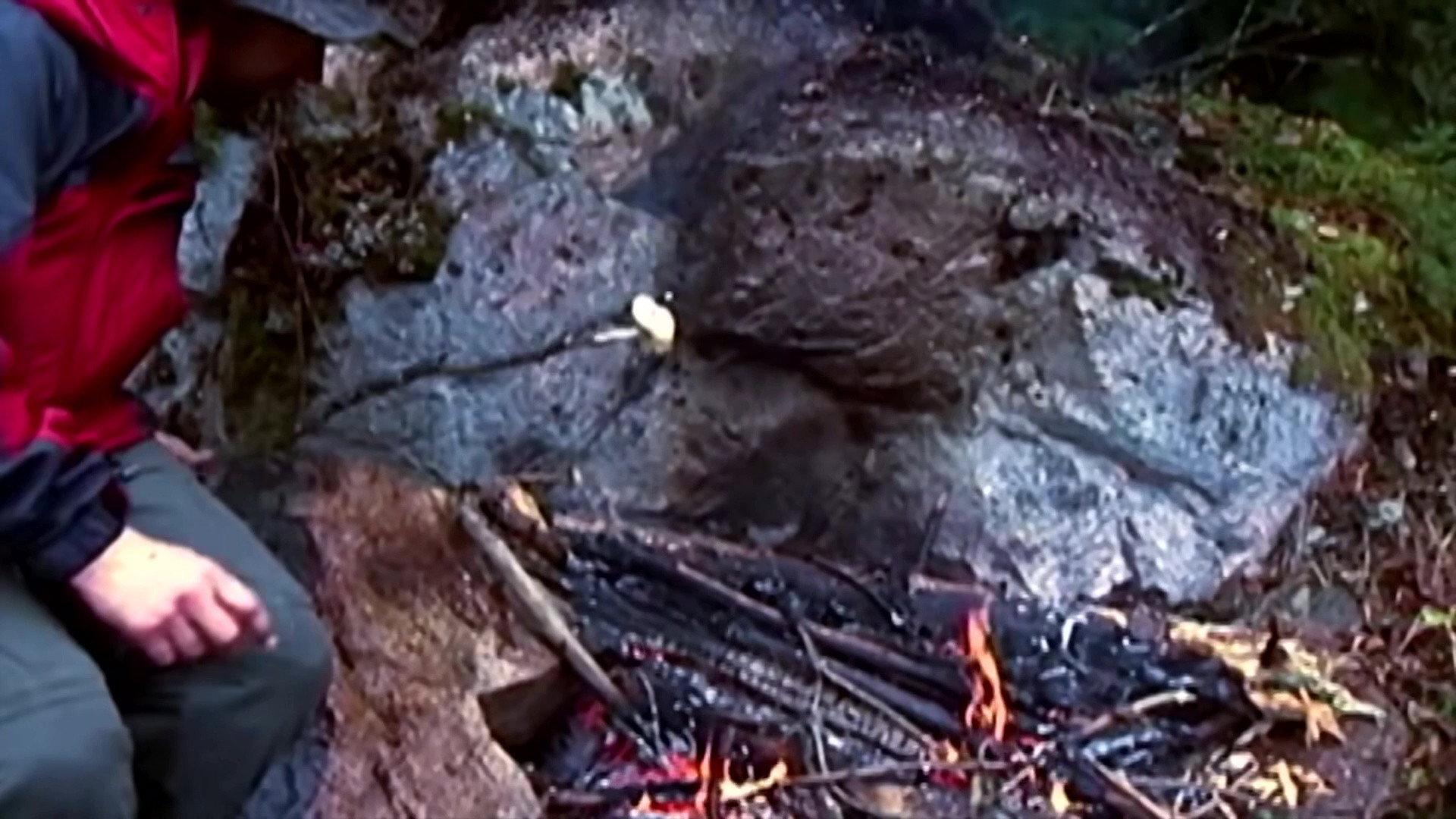 Still from Canadian Boreal Forest