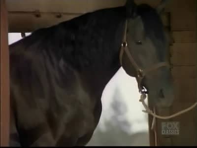 Still from Stallion