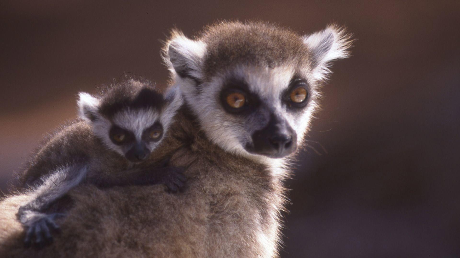 Still from A Lemur's Tale