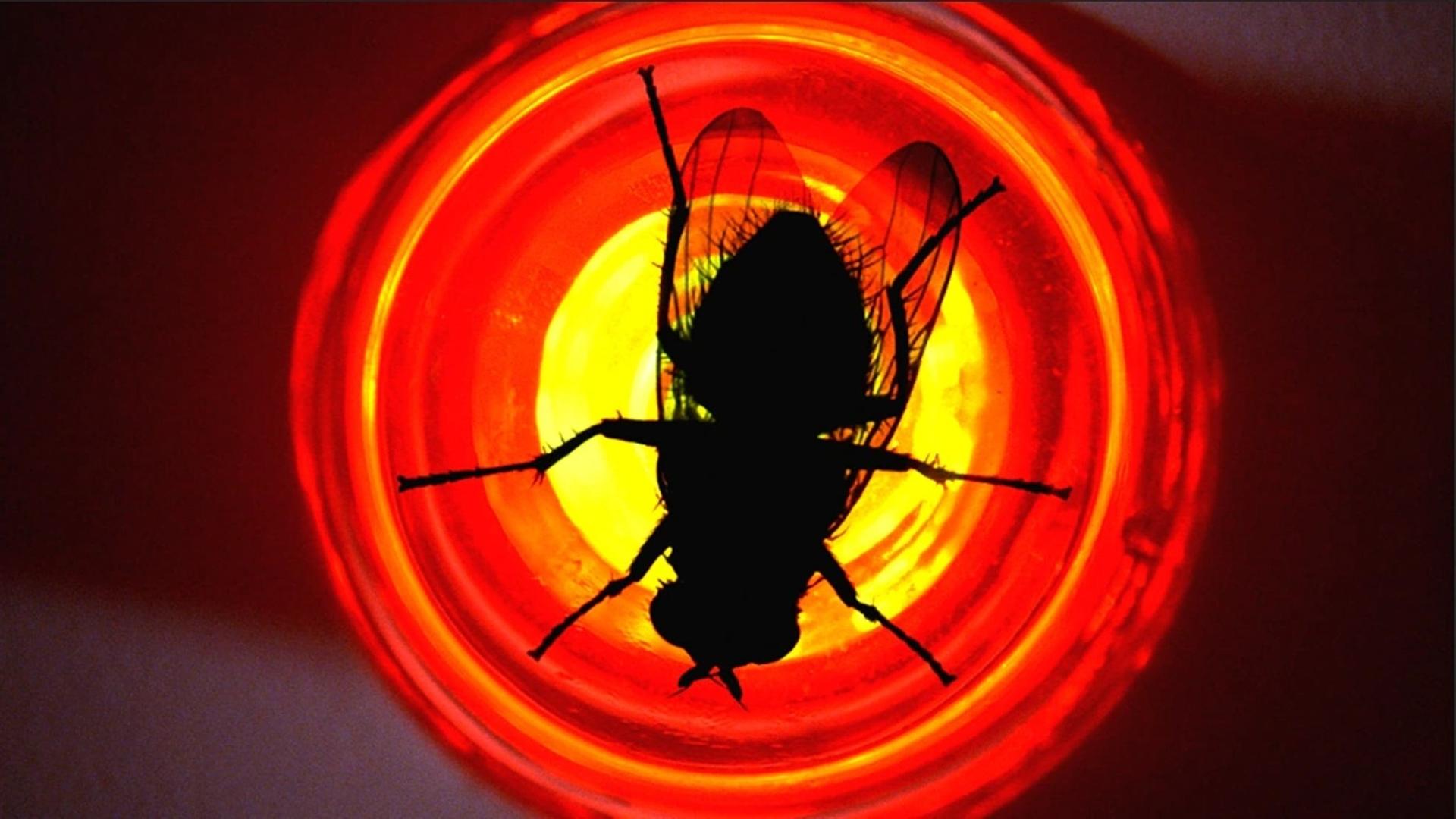 Still from Fly