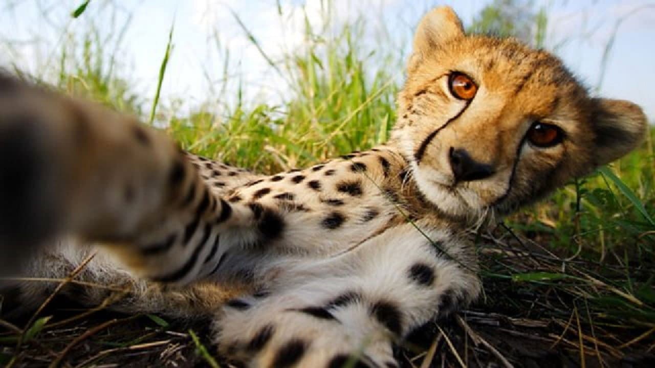 Still from Cheetahs: Growing Up Fast