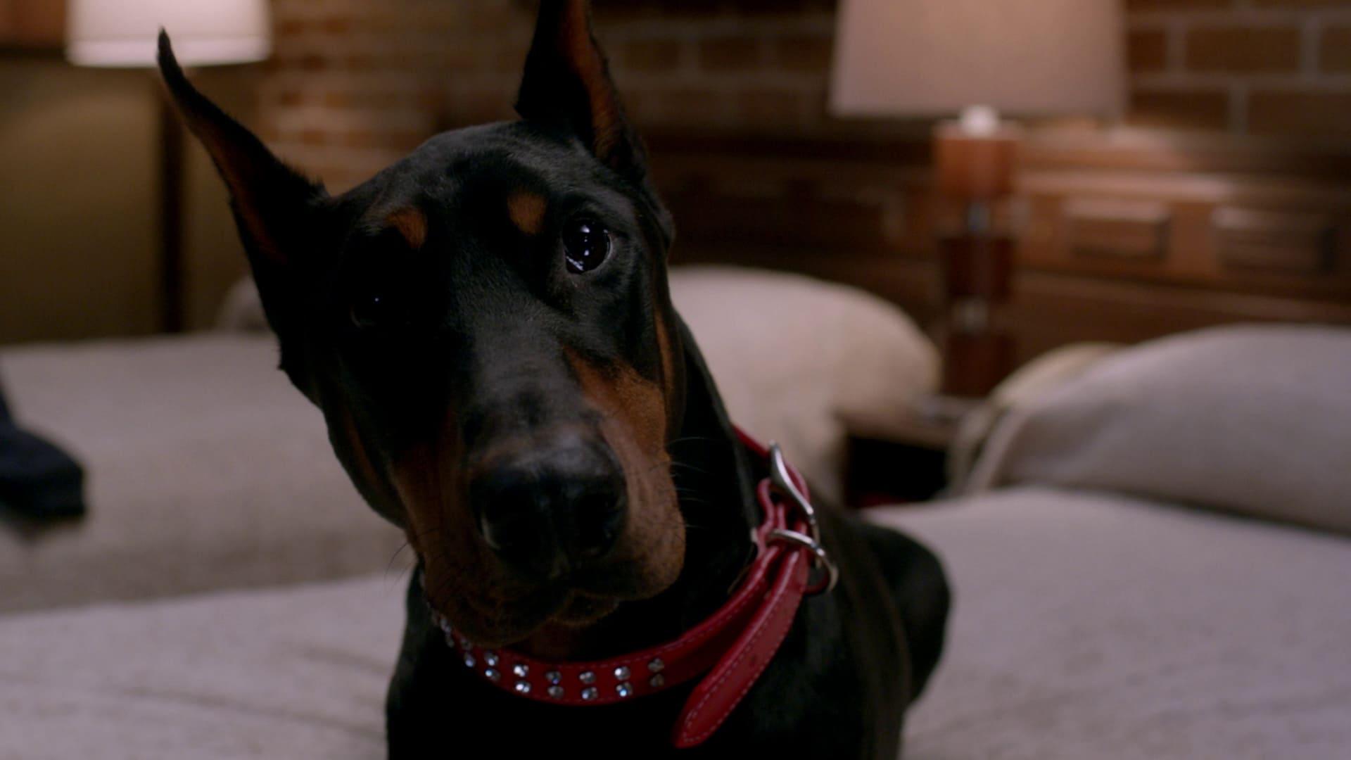 Still from Man's Best Friend with Benefits