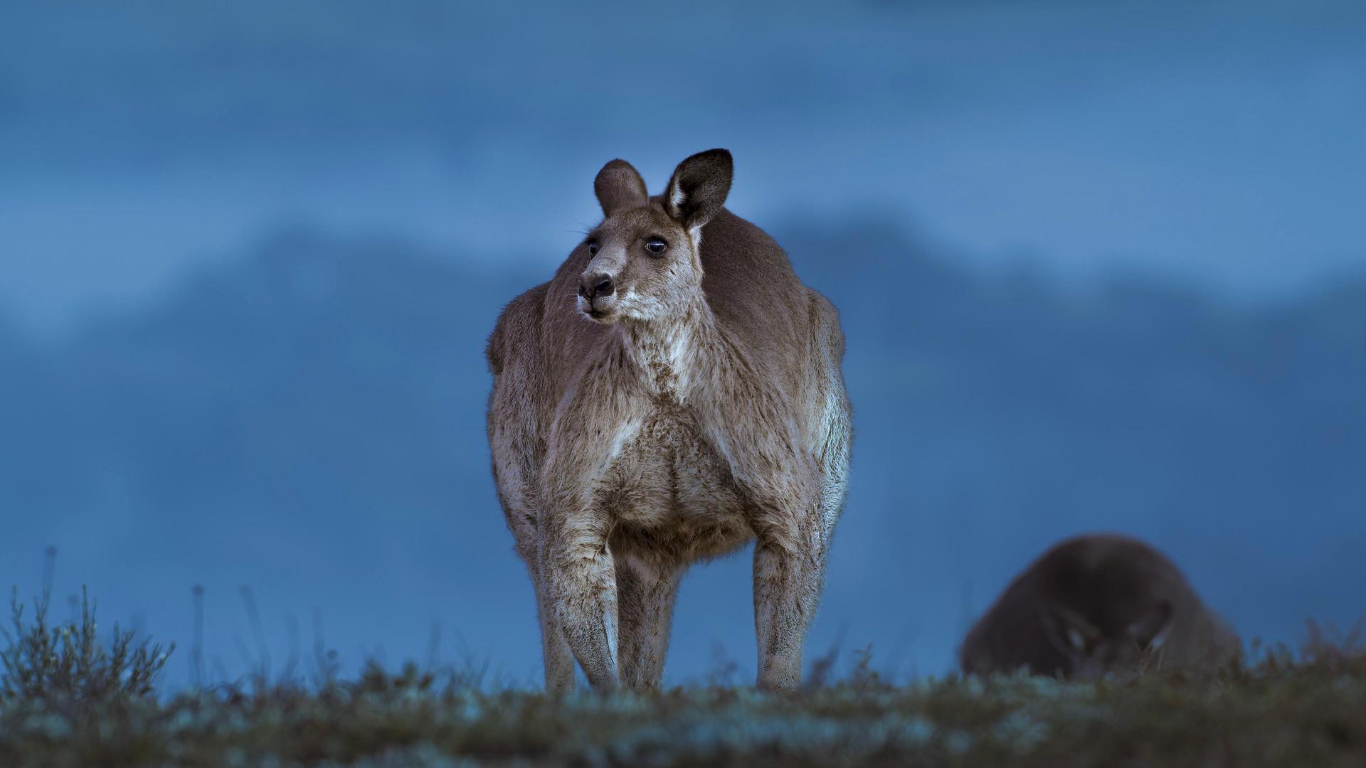 Still from Kangaroo Valley