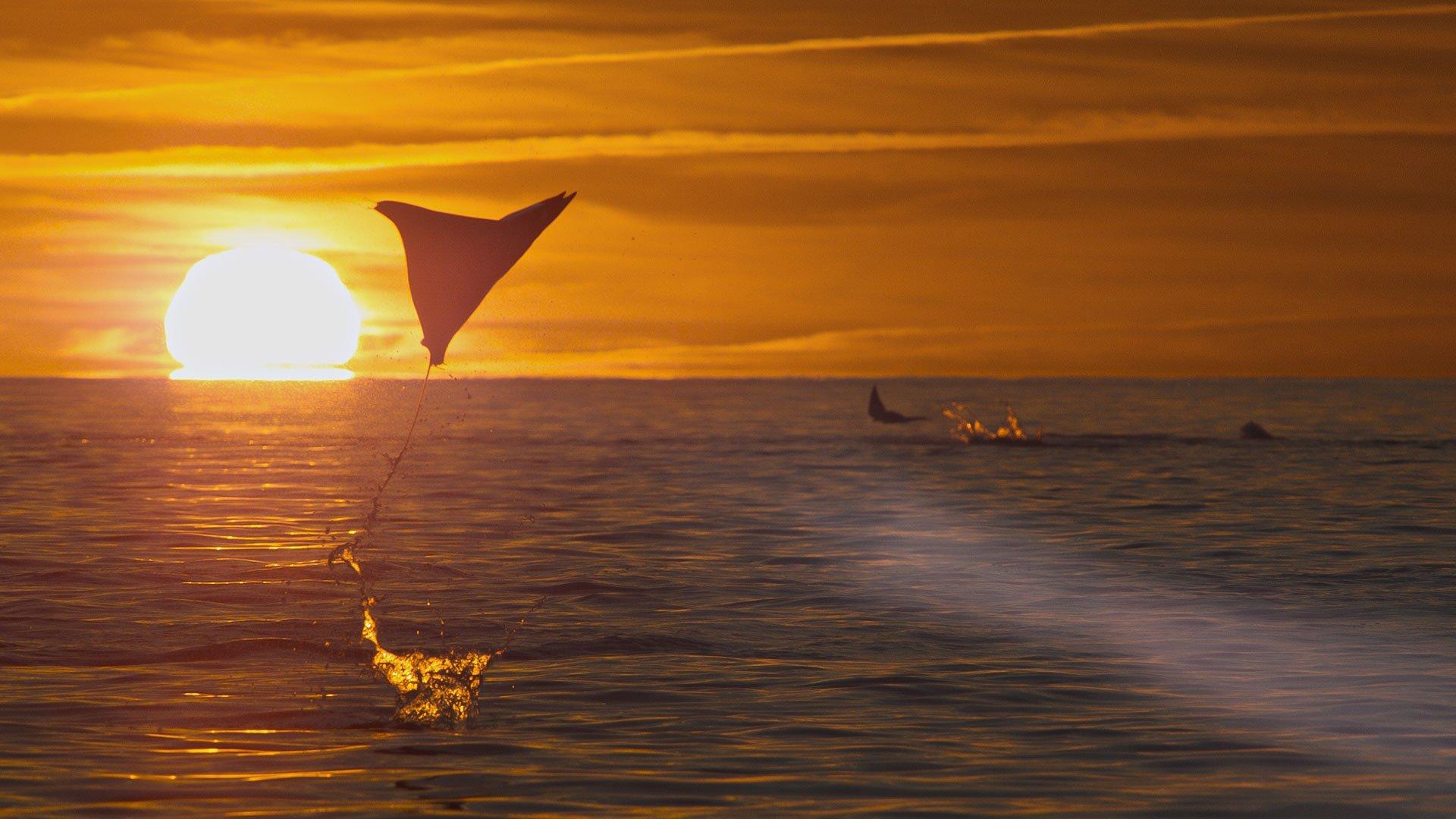 Still from Ocean