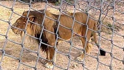 Still from Lion: Out of Africa?