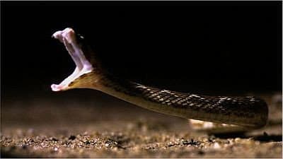 Still from Deadly Vipers