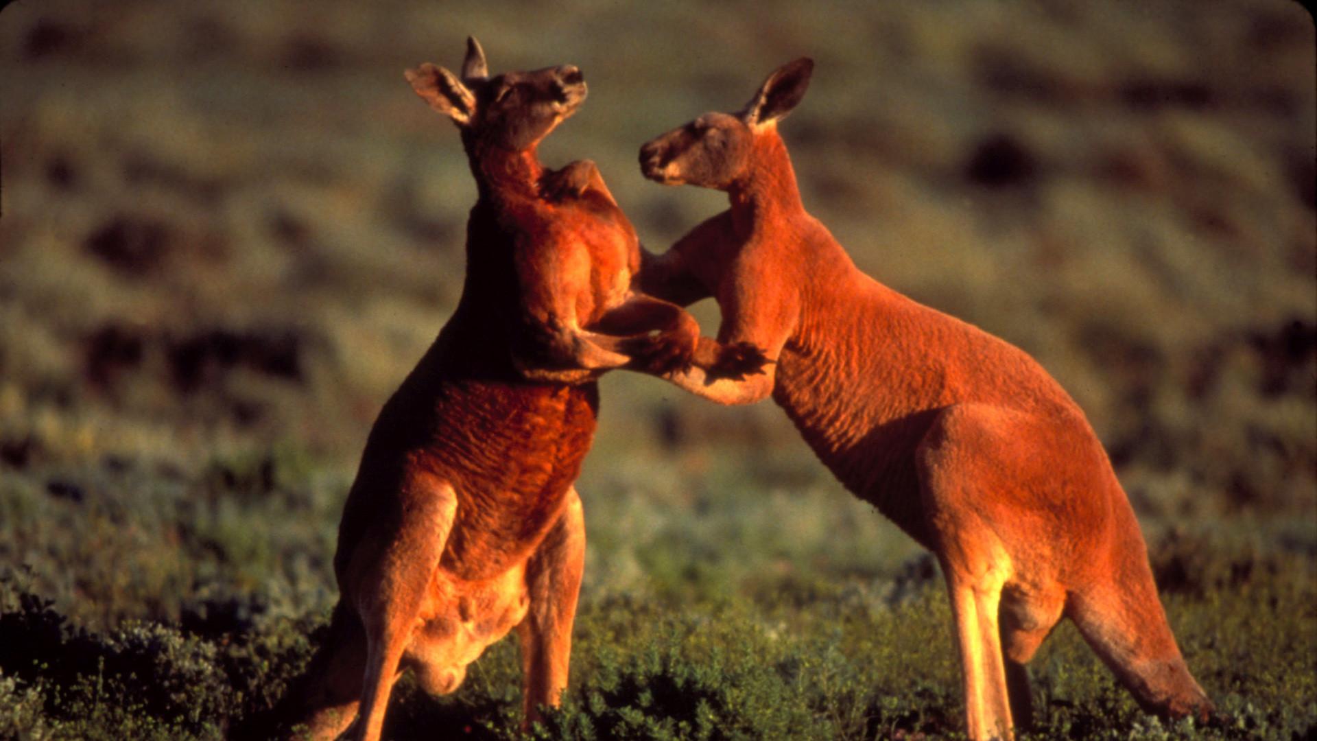Still from Big Red Roos