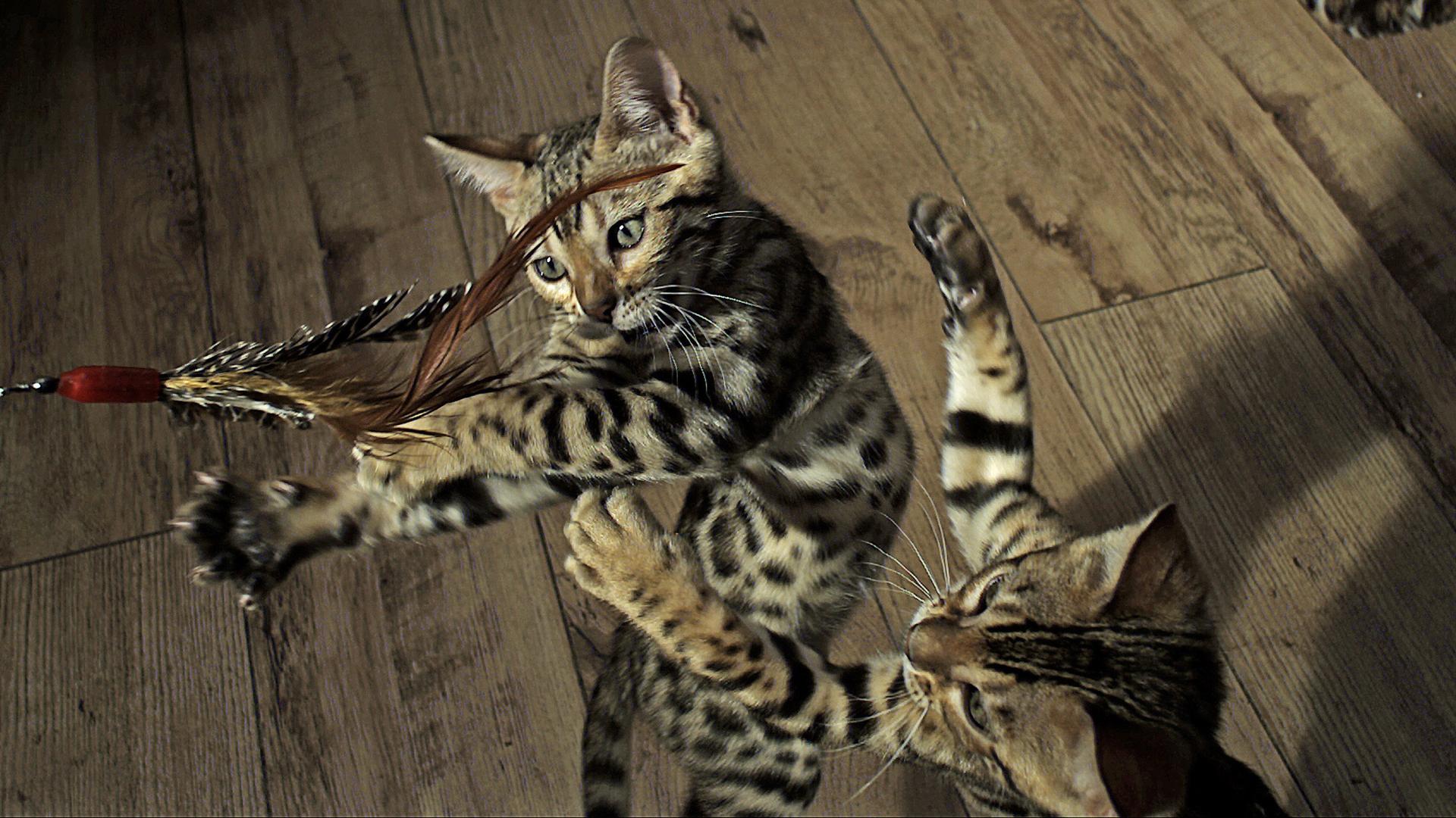 Still from Pets: Wild At Heart: Playful Creatures