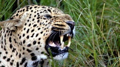 Still from The Secret Leopards