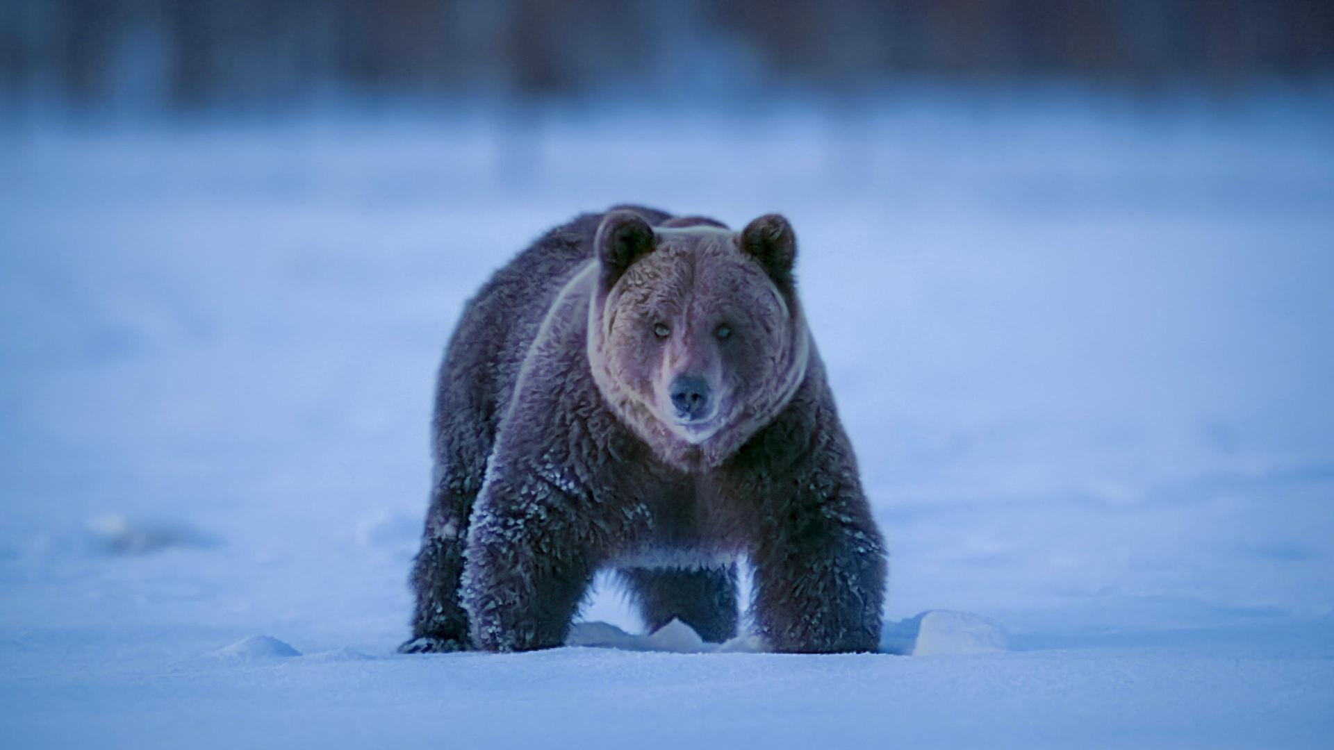 Still from Bear Woodlands