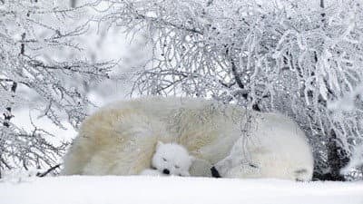 Still from Polar Bears & Grizzlies: Bears on Top of the World